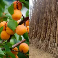 آذر -نهال- سبز|حراج|شیراز, باغ تخت|دیوار