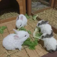 خرگوش های سفیدچشم رنگی بازیگوش با رنگهای متنوع