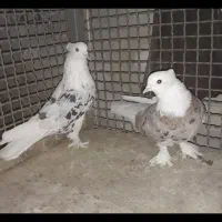 کبوتر|پرنده|چهاردانگه (تهران), |دیوار