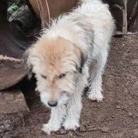 1عدد سگ پشم آلود به فروش میرسد.|سگ|رحیمآباد, |دیوار