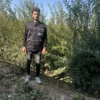 تولید و فروش بادام اسراییلی|خدمات باغبانی و درختکاری|روداب, |دیوار