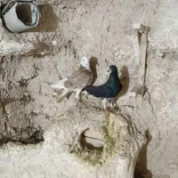 کفتر خوشرنگ یقه بسته لیلک زرد