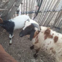 قوچ۱ساله سرحال هشت بندی