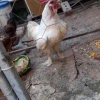 مرغ وخروس گلین ومرندی وبرهما