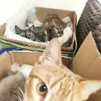 واگذاری گربه ها