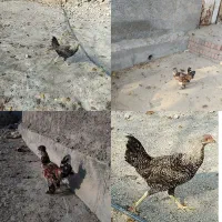 چهار مرغ محلی بایک خروس دو رگه مرغ سلطان