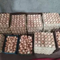 فروش تخم مرغ محلی گلپایگانی بدون نطفه|خوردنی و آشامیدنی|داراب, |دیوار