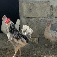 تخم نطفه دار گلین