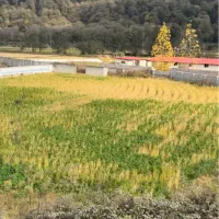 زمین بستر رودخانه نزدیک تهران ((رزکه))