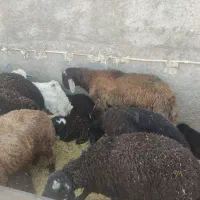 گوسفند بز میش قوچ