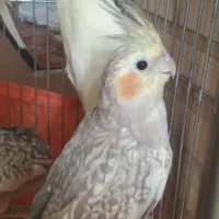 ۳ تا عروس هلندی