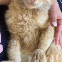 گربه جینجر خانگی بامزه، شیطون|گربه|مشهد, صداقیه|دیوار