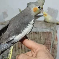 جفت عروس هلندی|پرنده|رشت, رودباری|دیوار