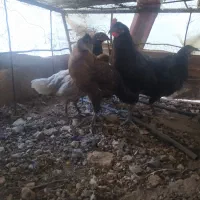 مرغ وخروس معاوضه