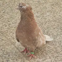 زرد دم سفید