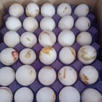 تخم مرغ کودی