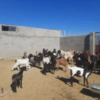 فروش بز شیری ومیش آرمان