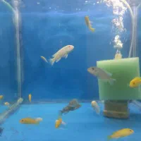 سالن پرورش ماهی|ماهی|فردیس, ثابتی|دیوار