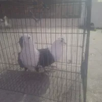 جفت کربلایی فروشی