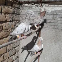 سرکله دار،خطی|پرنده|بوئین زهرا, |دیوار