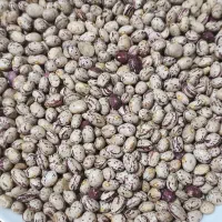 لوبیا چیتی برداشت امسال|خوردنی و آشامیدنی|اهواز, بهارستان|دیوار
