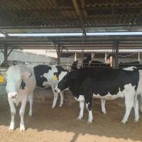 گاو ،گوساله،تلیسه