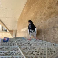 یال سیاه یخه درویشی|پرنده|شیراز, دشت چنار|دیوار