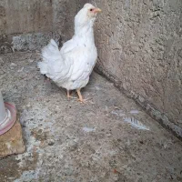 مرغ گلین کرچ یاگپ