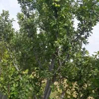باغ ۷۰۰ متری قدیم اباد