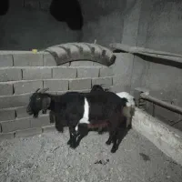 سلام خسته نباشید یک عددبزبزغاله