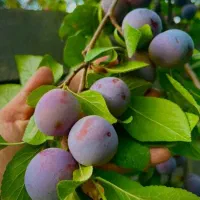الو سیاه  درختی یا همون آلو شابلون