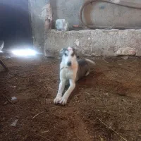 نیستم|سگ|قوچان, |دیوار