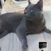 واگزاری گربه نژاد اسکاتیش دوساله نر