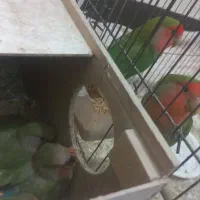 جفت طوطی برزیلی مولد|پرنده|شوشتر, |دیوار