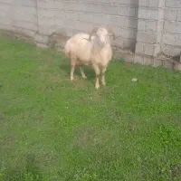 گوسفند زنده|حیوانات مزرعه|رشت, سیا اسطلخ|دیوار