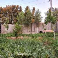 1050متر باغچه چهاردیواری، کردان با کاربری باغویلا|فروش زمین و ملک کلنگی|هشتگرد, طاووسیه|دیوار