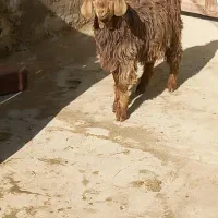 بزغاله چاق نربرای قربانی|حیوانات مزرعه|بناب, |دیوار