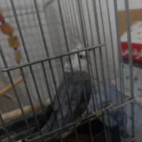 عروس هلندی و طوطی برزیلی|پرنده|چهارباغ, |دیوار