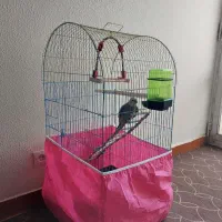 عروس هلندی ۱ ساله