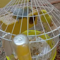 مرغ عشق|پرنده|مشهد, خرمشهر|دیوار