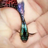 فروش ماهی گوپی|ماهی|جهرم, |دیوار