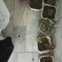 گل طبیعی|گل و گیاه طبیعی|محمدشهر, محمدشهر|دیوار