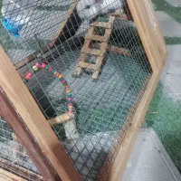 خرگوش لوپ چشم آبی|موش و خرگوش|تهران, علی‌آباد|دیوار