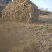 یونجه ی تازه