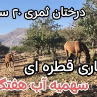 نقد و اقساط باغ شهری