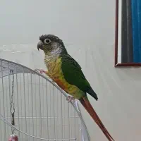 جفت گرنچیک مولد درجه 1