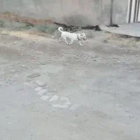 سگ پا کوتاه|سگ|آبیک, |دیوار