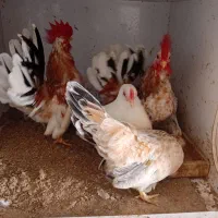 تخم مرغ جاپنیز از بهترین مولدها