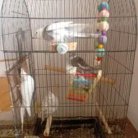 اردک اسراییلی    عروس هلندی|پرنده|تنکابن, |دیوار