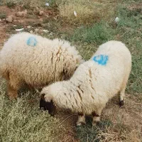 گوسفند ماده|حیوانات مزرعه|سوسنگرد, |دیوار